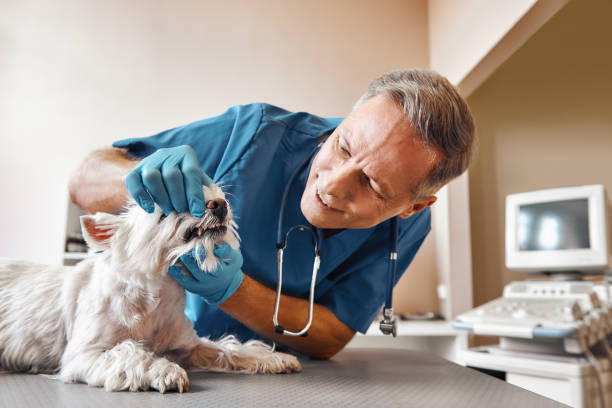 Best Emergency Root Canal Treatment in Carson City, NV